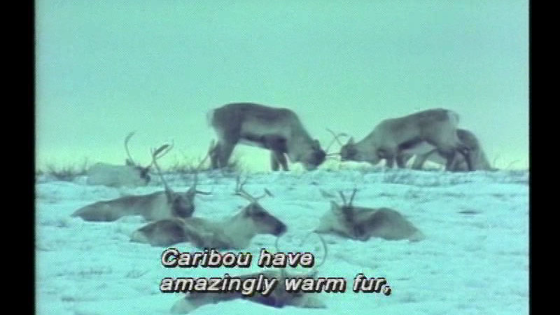 Still image from Inuit Climate And Food