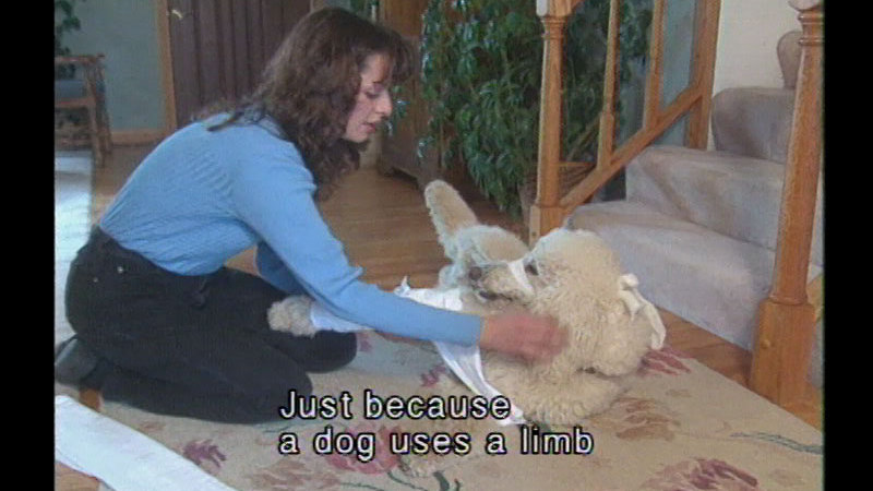 Woman kneeling next to a roll who has one leg bandaged and is rolling to show her its belly. Caption: Just because a dog uses a limb