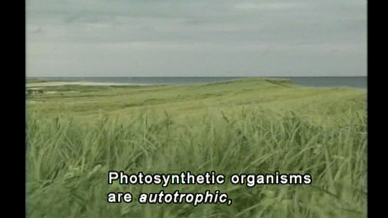 Field of green grass. Caption: Photosynthetic organisms are autotrophic,