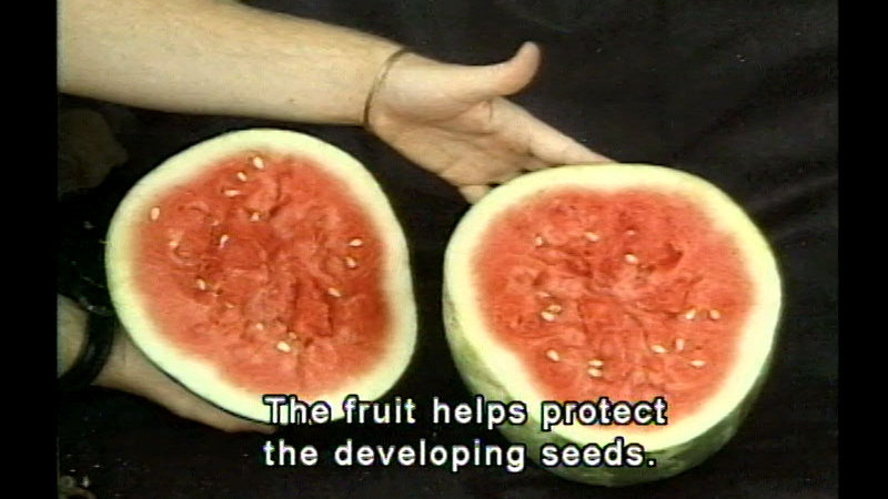 Ripe watermelon cut in half. Caption: The fruit helps protect the developing seeds.