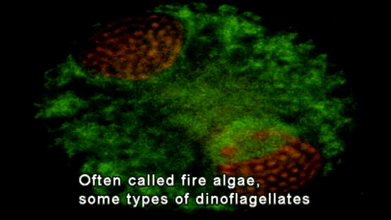 Still image from Protists