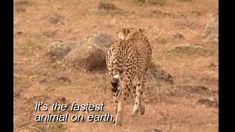 A cheetah walking across a barren, rock strewn landscape. Caption: It's the fastest animal on earth,