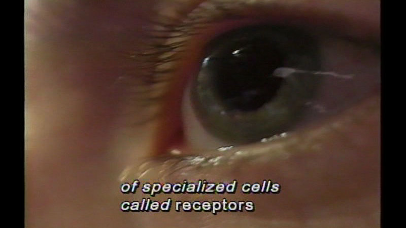 Closeup of a human eye. Caption: of specialized cells called receptors