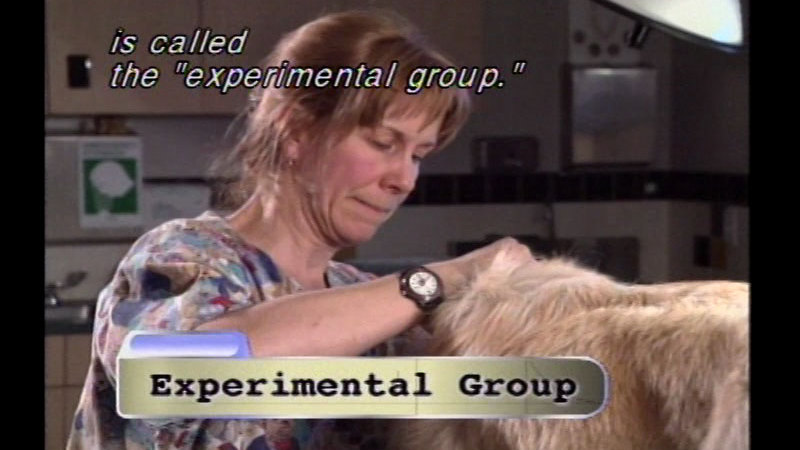 A vet looking over a dog. Caption: is called the "experimental group."