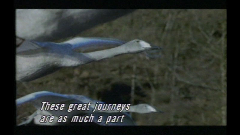Still image from Spring