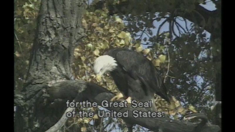Still image from American Bald Eagle