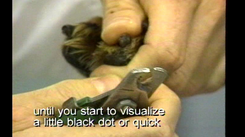 Person holding the paw of a dog with a toenail exposed in one hand and a pair of nail clippers in the other. Caption: until you start to visualize a little black dot or quick
