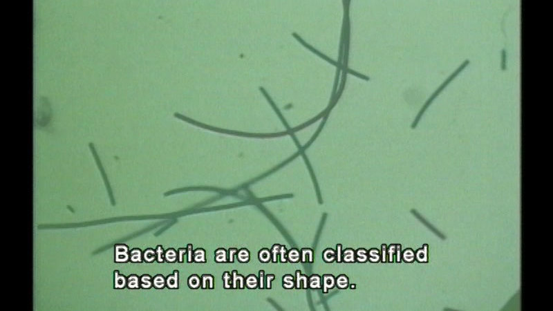 Magnified view of small, tube-like structures. Caption: Bacteria are often classified based on their shape.