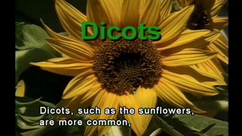Blooming sunflower. Caption: Dicots, such as the sunflowers, are more common,