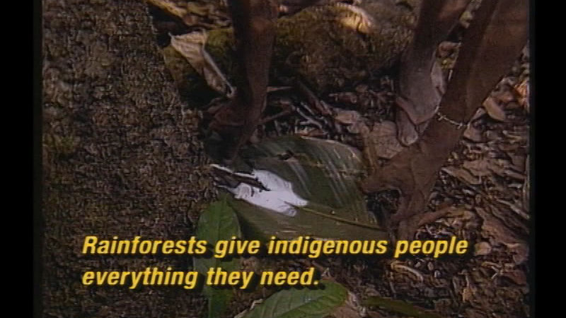 Hands reaching down to pick up a board leaf from the ground. Caption: Rainforests give indigenous people everything they need.
