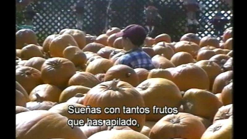 A child walking between mounds of ripe pumpkins. Spanish captions.