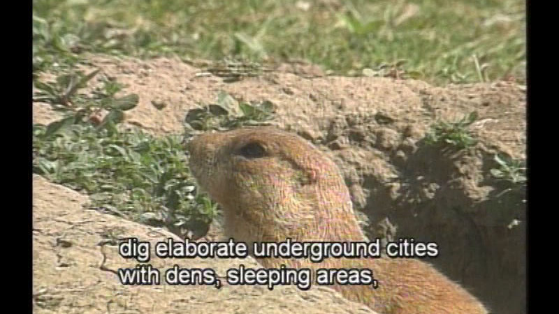 A rodent peeking out of an underground tunnel. Caption: dig elaborate underground cities with dens, sleeping areas,