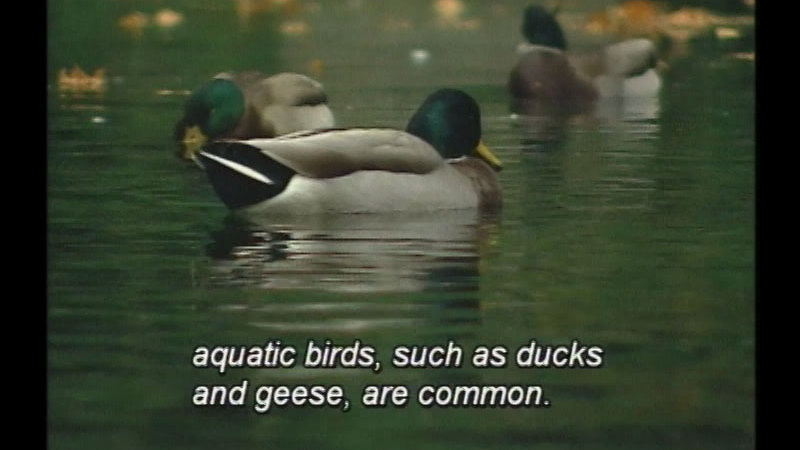 Ducks floating in the water. Caption: aquatic birds, such as ducks and geese, are common.