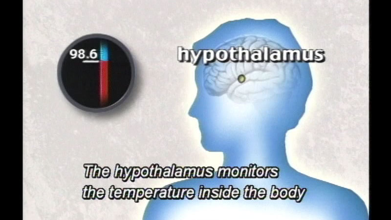 Outline of a person with the hypothalamus in their brain highlighted. 98.6 degrees. Caption: The hypothalamus monitors the temperature inside the body