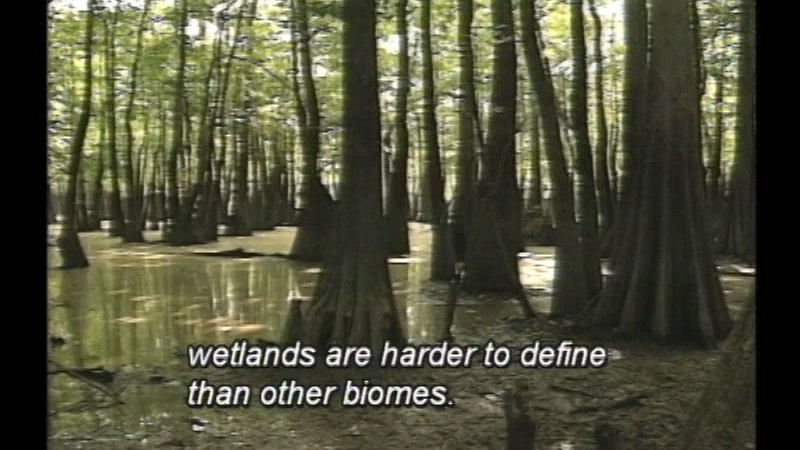 Tall trees rising from standing water and mud. Caption: wetlands are harder to define than other biomes.