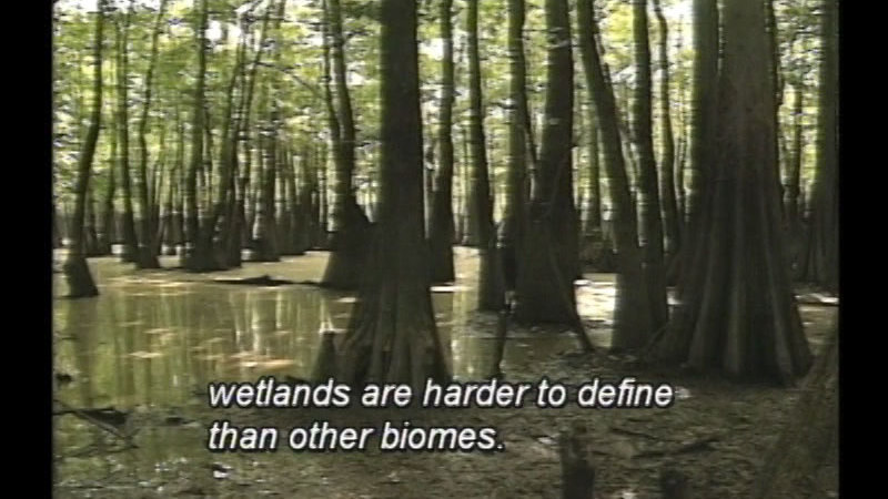 Still image from Wetland Biomes: Essential And Endangered