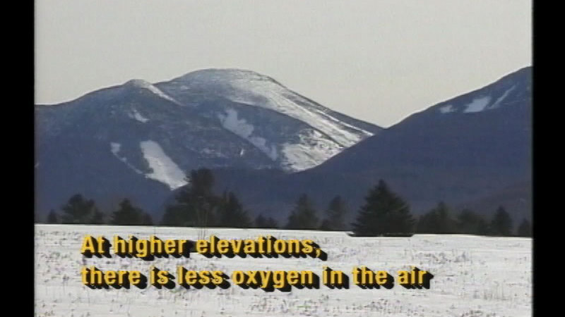 Snow covered plain with occasional evergreen trees and a mountain rising up in the background. Caption: At higher elevations, there is less oxygen in the air