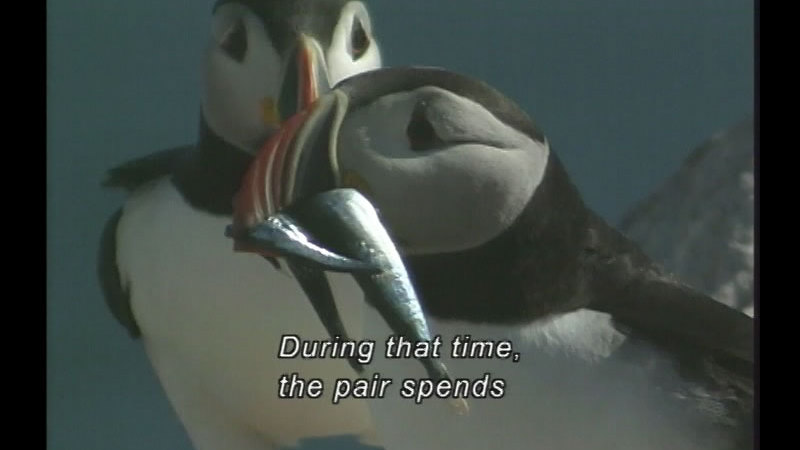 Close up of two puffins, one with fish in its mouth. Caption: During that time, the pair spends