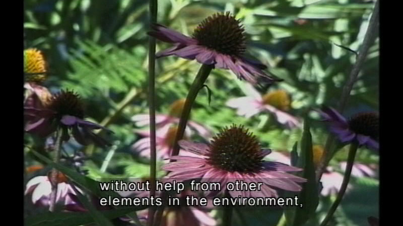 Wildflowers. Caption: without help from other elements in the environment,