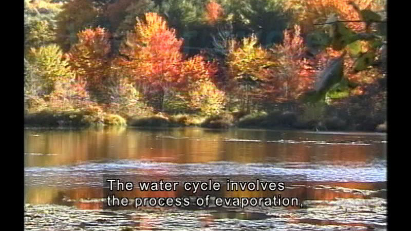 Trees and brush on the shoreline of a calm body of water. Caption: The water cycle involves the process of evaporation,