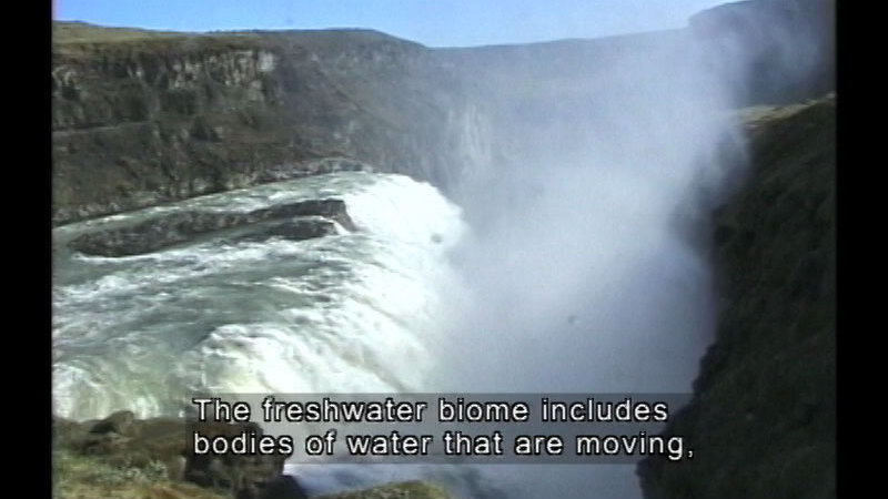 Waterfall. Caption: The freshwater biome includes bodies of water that are moving,