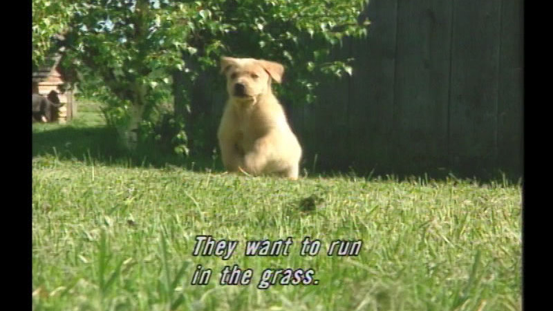 A puppy running across a lawn. Caption: They want to run in the grass.