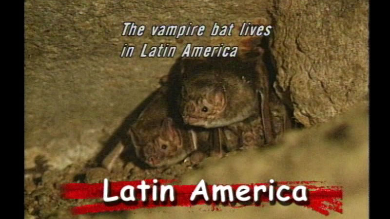Two bats on top of each other, wedged into a crack in between some rocks. Caption: Latin America. The vampire bat lives in Latin America