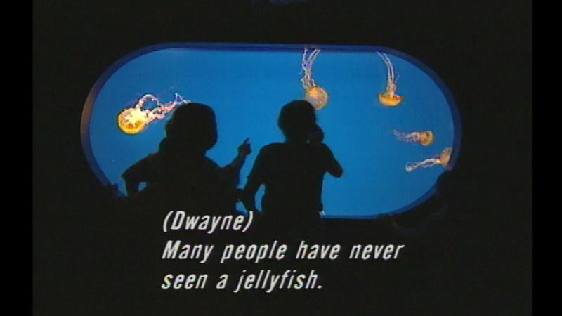 People looking through a viewport in a large aquarium at jellyfish swimming in the water. Caption: (Dwayne) Many people have never seen a jellyfish.