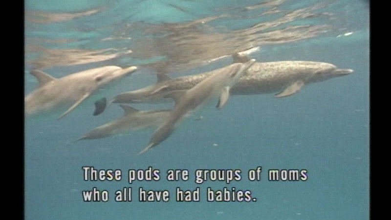 Four dolphins of various sizes swimming closely together in the water. Caption: These pods are groups of moms who all have had babies.