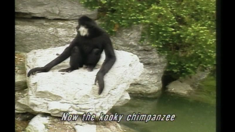 A monkey sitting on a rock. Caption: Now the kooky chimpanzee