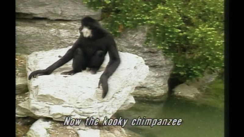 Still image from The Zoo Crew