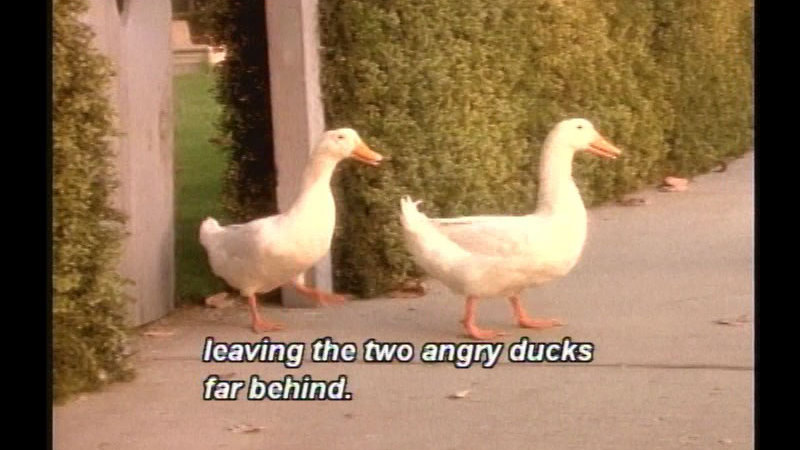 Still image from Angus And The Ducks