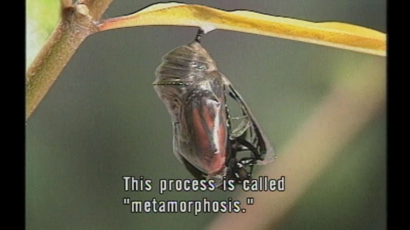 A butterfly emerging from the cocoon. Caption: This process is called "metamorphosis."