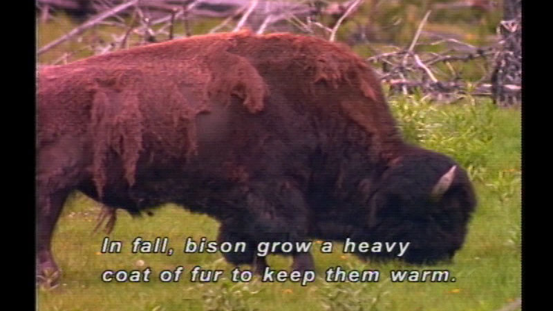 Still image from The Big Park: Yellowstone National Park