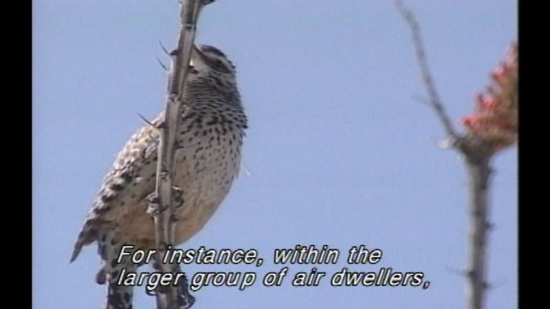 Bird sitting on a tree branch. Caption: For instance, within the larger group of air dwellers,