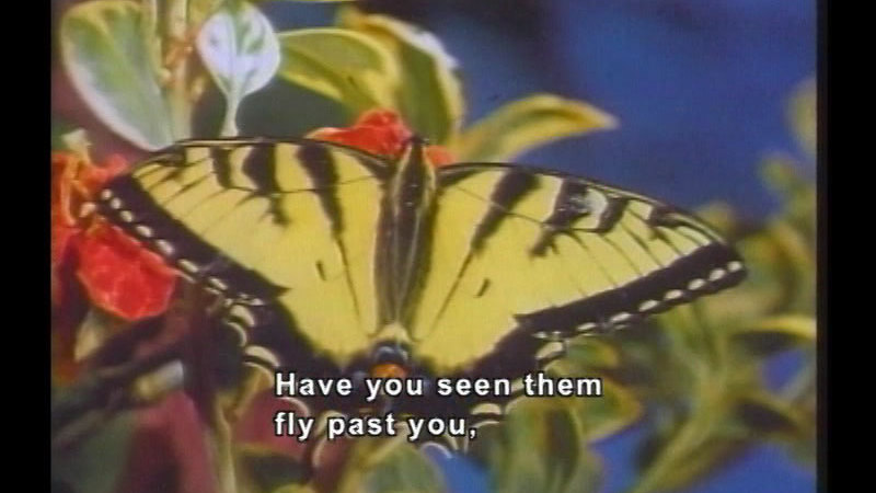 A close up of a yellow and black butterfly on a flower. Caption: Have you seen them fly past you,