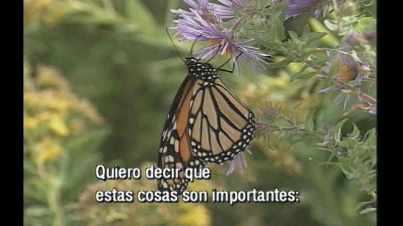 Close up of a monarch butterfly feeding from a purple flower. Spanish captions.