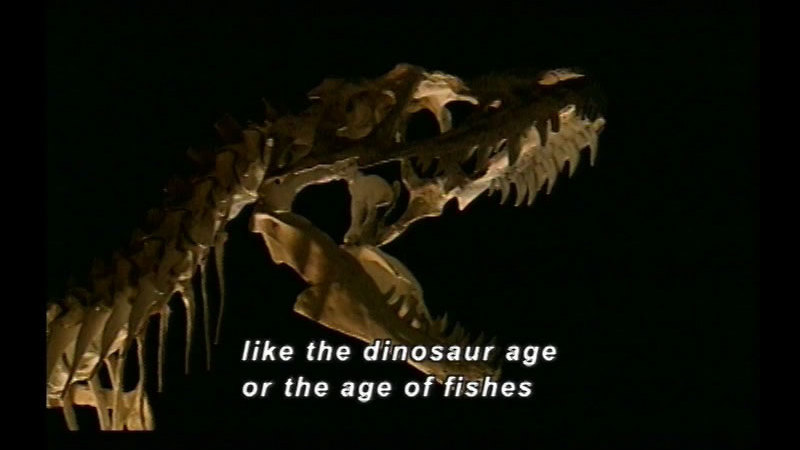 Skeleton of a dinosaur head with large teeth. Caption: Like the dinosaur age or the age of fishes
