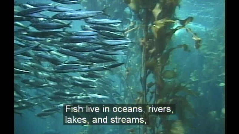 A school of small fish swim underwater through plant life. Caption: Fish live in oceans, rivers, lakes, and streams,