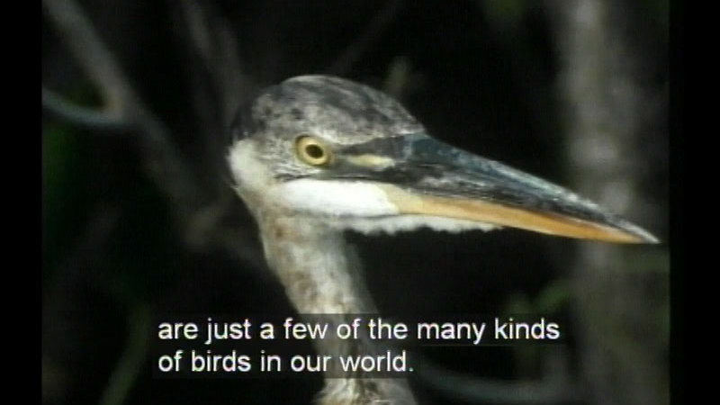A bird with a long, light colored neck, a dark head, and a long, pointed beak. Caption: are just a few of the many kinds of birds in our world.