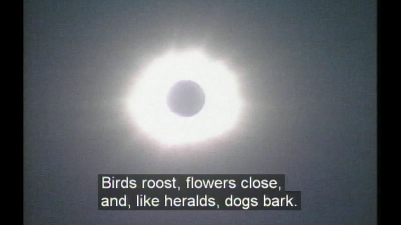 Solar eclipse. Caption: Birds roost, flowers close, and, like heralds, dogs bark.