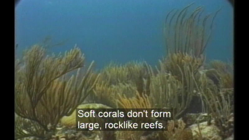Coral with branching limbs growing from the sea floor. Caption: Soft coral don't form large, rocklike reefs.