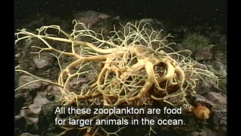 Animal on the ocean floor with branch like tangled limbs. Caption: All these zooplankton are food for larger animals in the ocean.