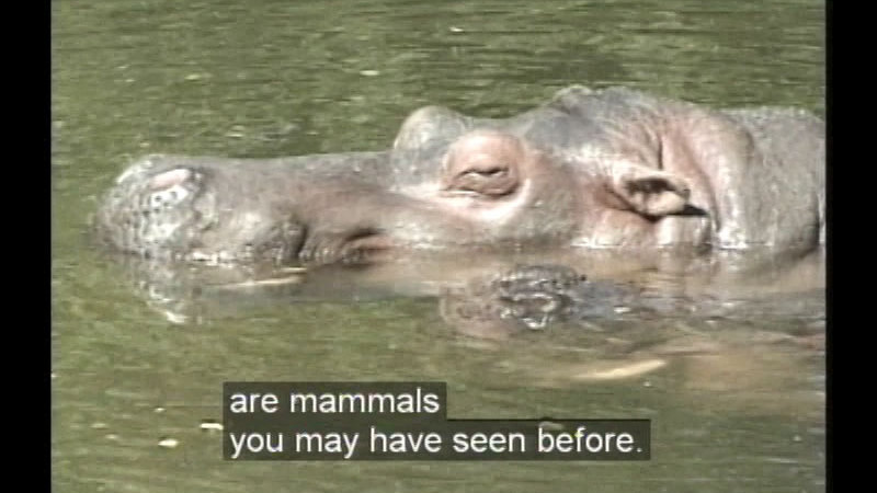 Close up of the head and shoulders of a hippo halfway submerged in the water. Caption: are mammals you may have seen before.