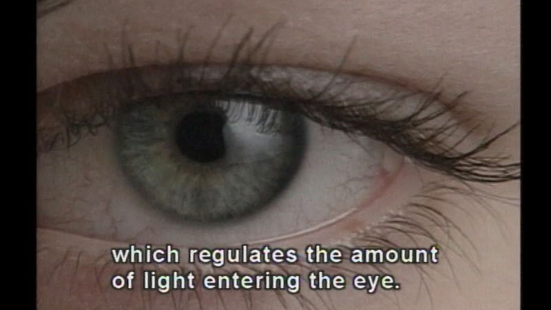 Closeup of the human eye. Caption: which regulates the amount of light entering the eye.