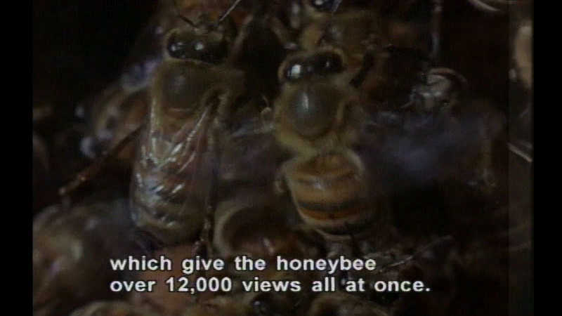 Close up of honeybees. Caption: which give the honeybee over 12,000 views all at once.