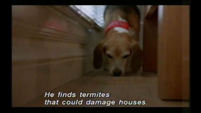 Long-eared dog in a house with its nose to the ground. Caption: He finds termites that could damage houses.