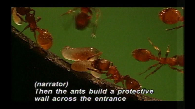 Several ants, two carrying larvae. Caption: (narrator) Then the ants build a protective wall across the entrance.