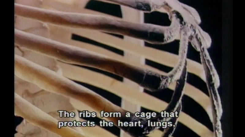 Close up of a human ribcage. Caption: The ribs form a cage that protects the heart, lungs,