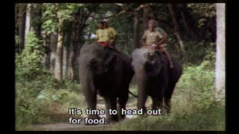 Two elephants being ridden by two people each on a path through a jungle. Caption: It's time to head out for food.